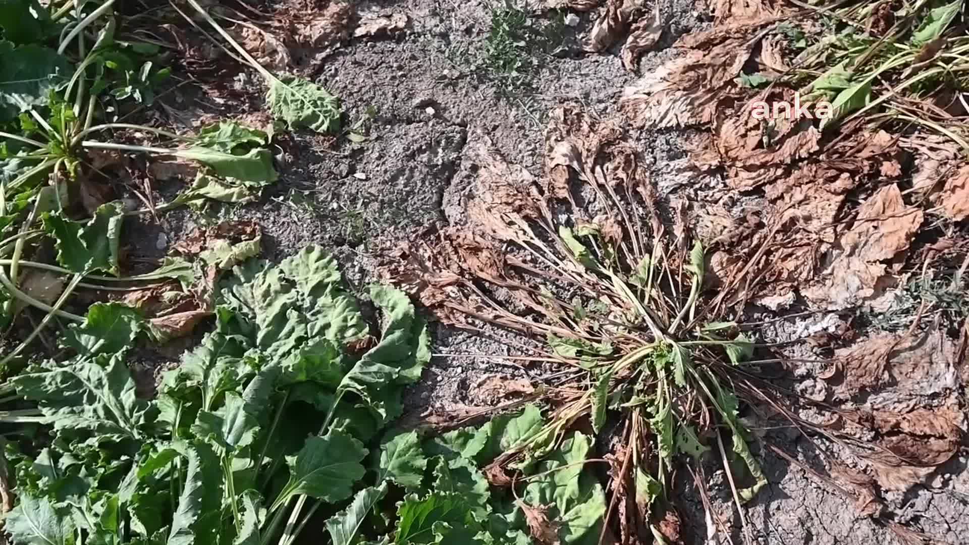 Yozgat’ta çiftçi, şeker pancarında görülen hastalık ile yıkıldı