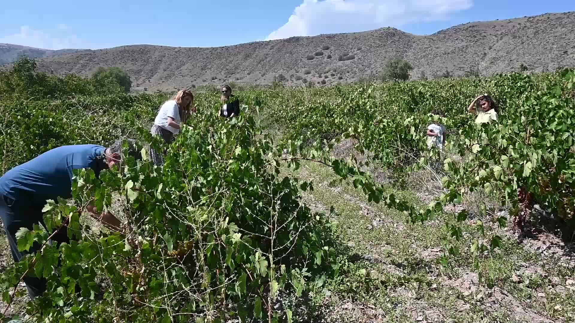 Yozgat’ta bağ bozumu geleneği yaşatılıyor