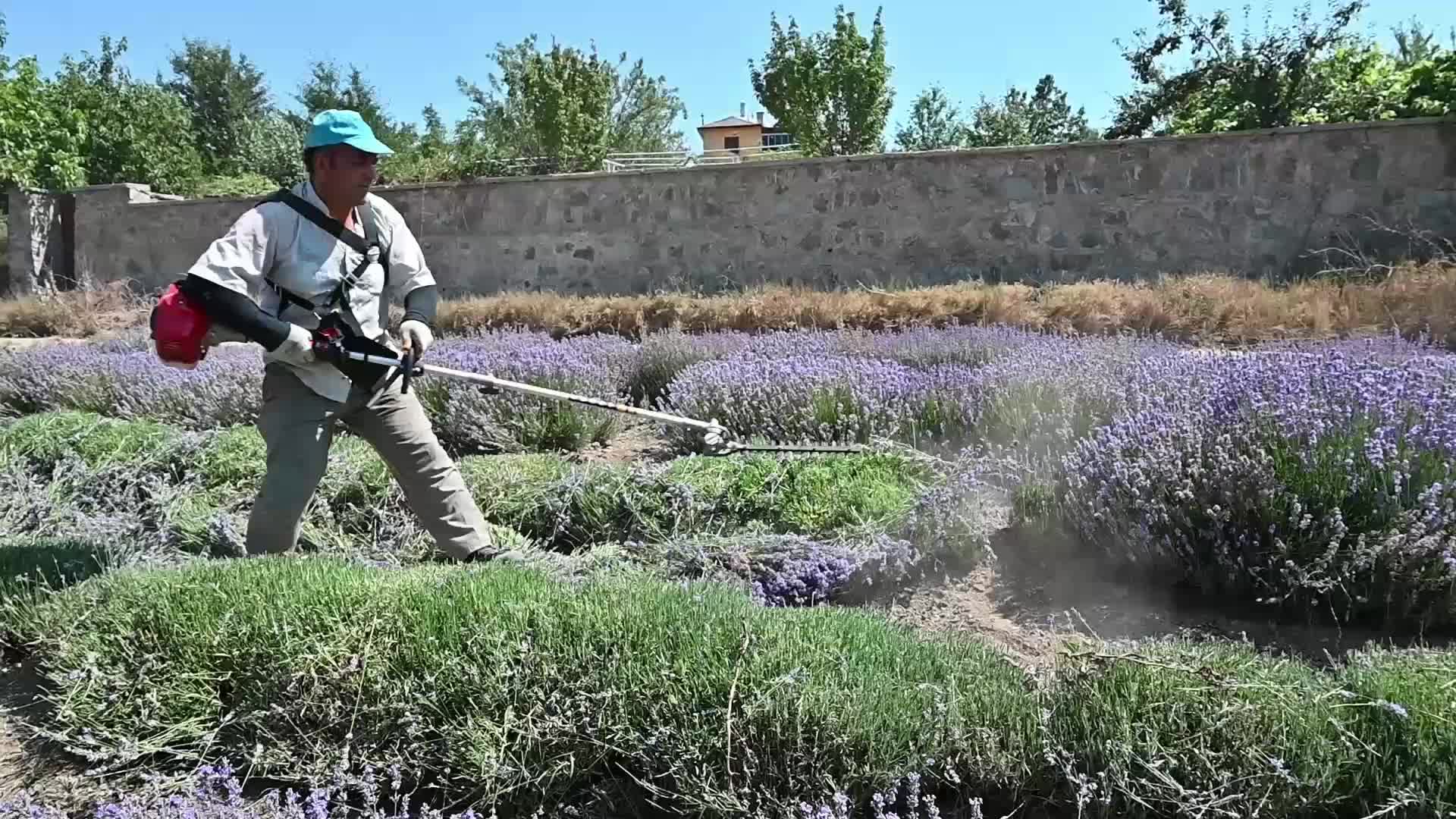 Yozgat’ta çiftçiler lavanta elde edilen yağ için pazar arıyor