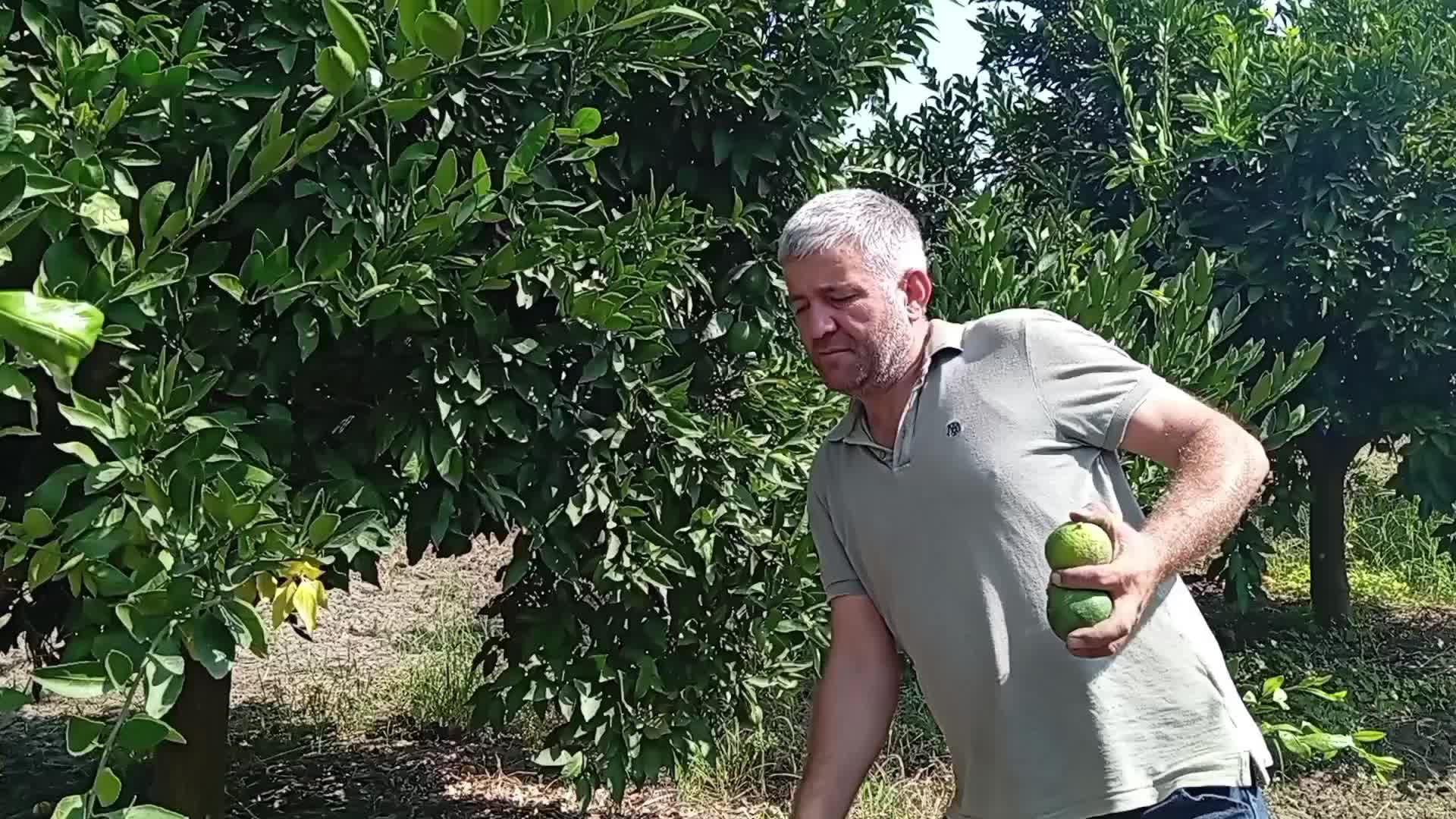 Mandalina üreticisi: "Marketlerde 35, 40 lira olan mandalinayı, burada bizden tüccar 7 liraya almak istiyor"