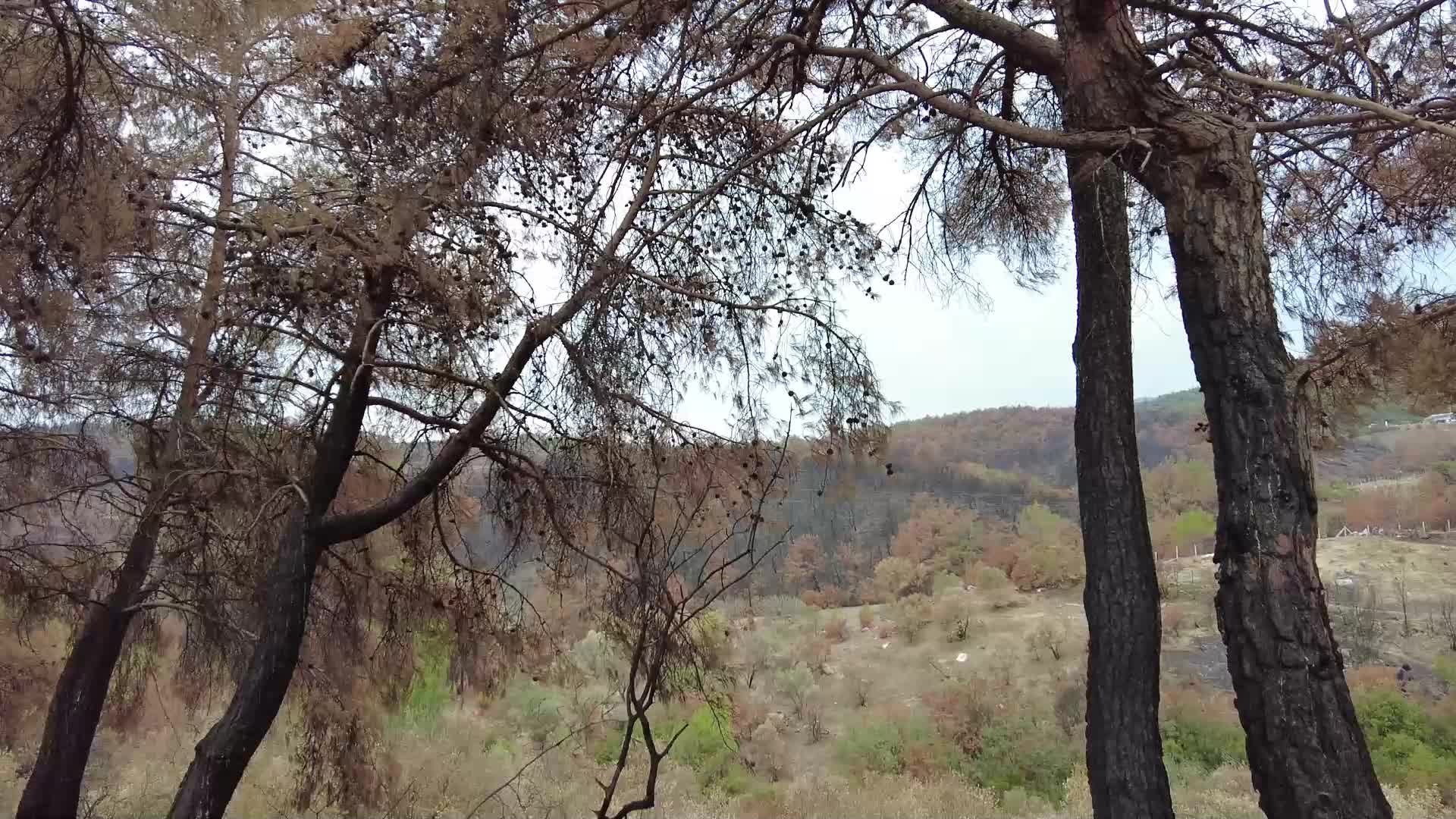 Bornova Belediyesi tohum toplarını toprakla buluşturdu