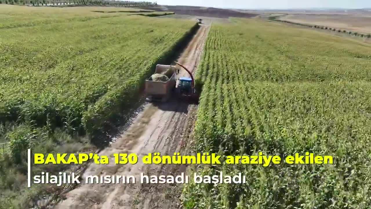 Ankara Büyükşehir Belediyesi’nin hayvan yetiştiricileri için silajlık mısır hasadı başladı