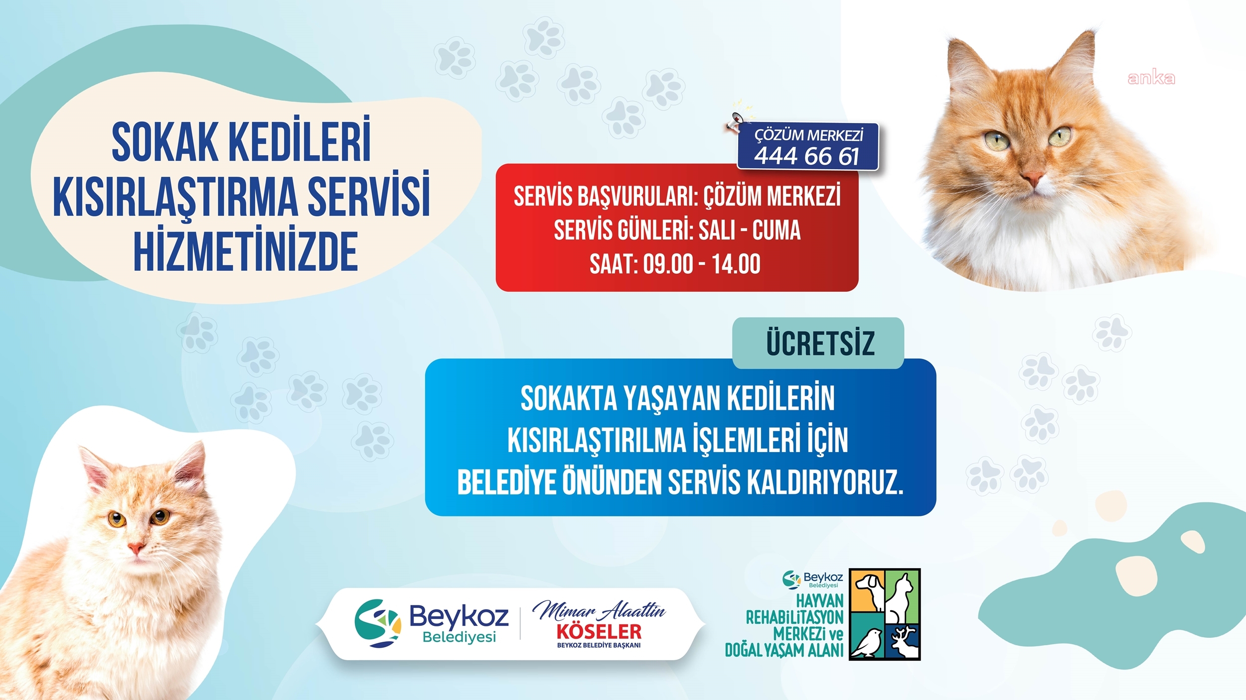 Beykoz Belediyesi'nden kısırlaştırma için ücretsiz ulaşım
