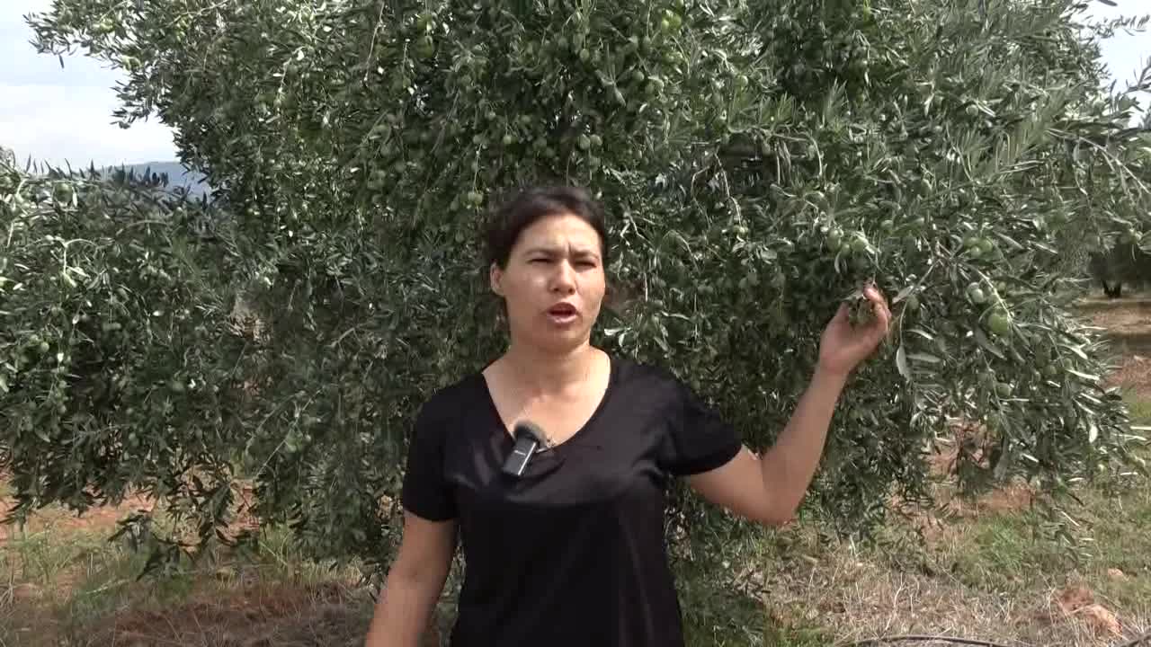 Aydın'da zeytin hasadı başladı... Zeytin üreticisi: "Çiftçinin elinde kalan sıfır"