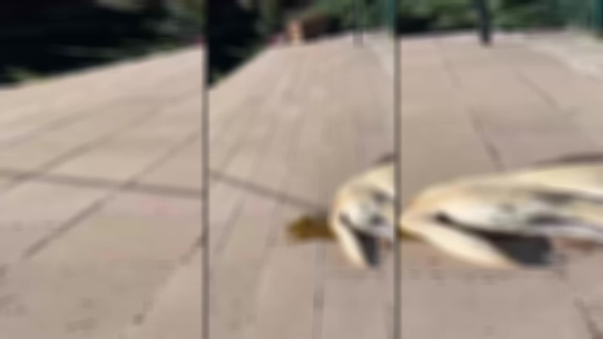 Ankara Gölbaşı'ndaki bir sitede 8 köpeğin zehirlenerek öldürüldüğü iddiası