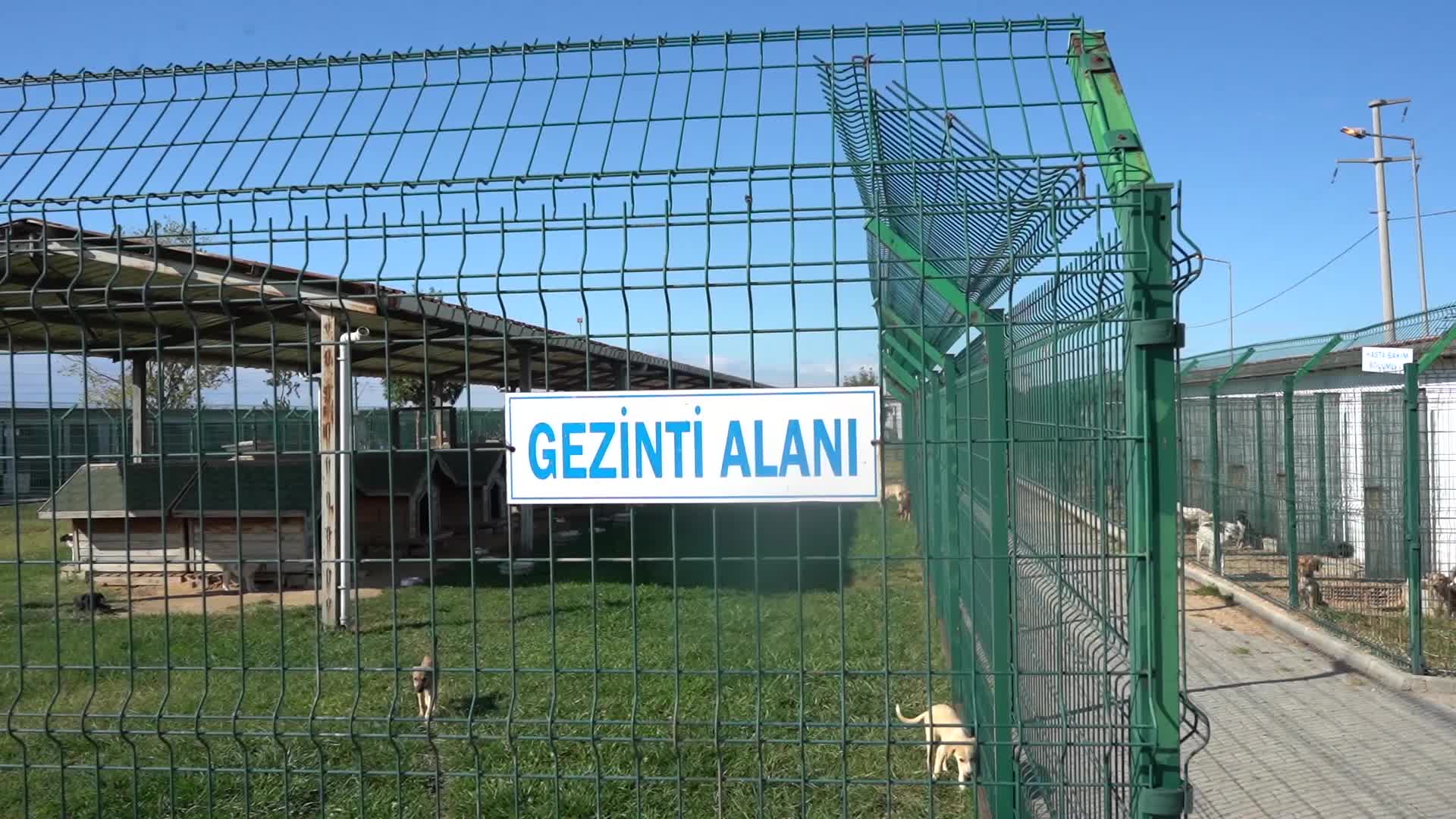 Lüleburgaz Belediyesi, sokak hayvanlarını sahiplendirmek için harekete geçti