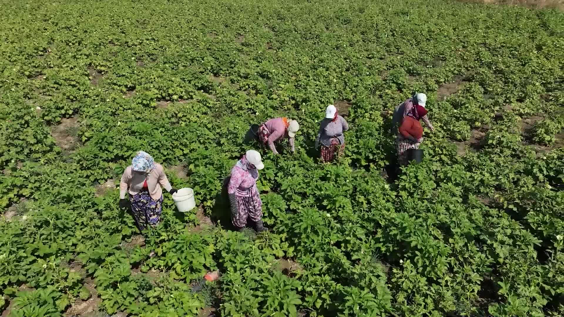 Balıkesir’in 'Gömeç Bamyası', dünya pazarında