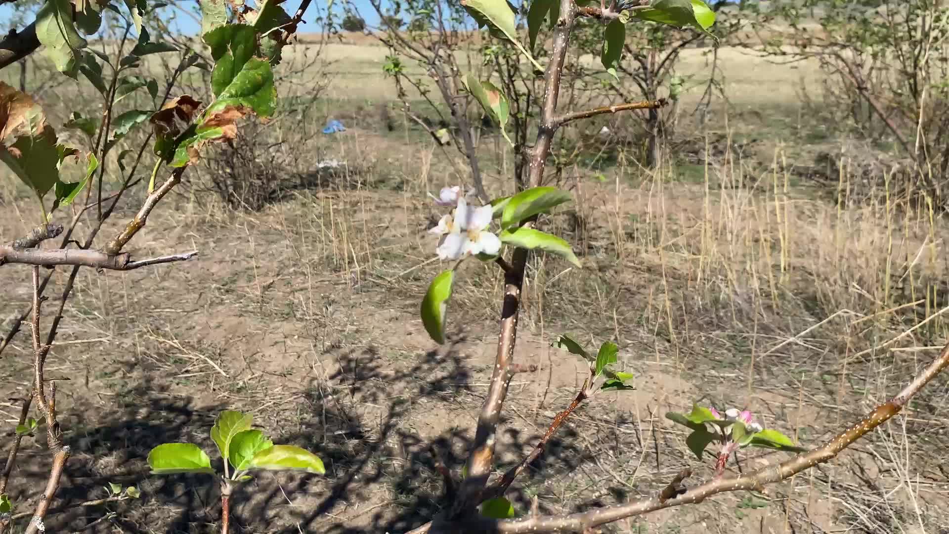 Yozgat’ta çiçek açan elma ağaçları görenleri şaşırttı
