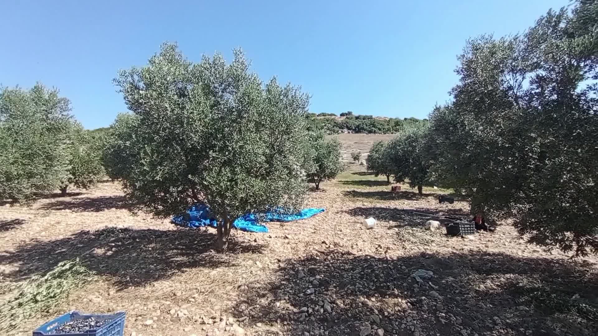 Osmaniyeli zeytin üreticisi: "Zeytinyağı fiyatı geçen senenin altına düştü"