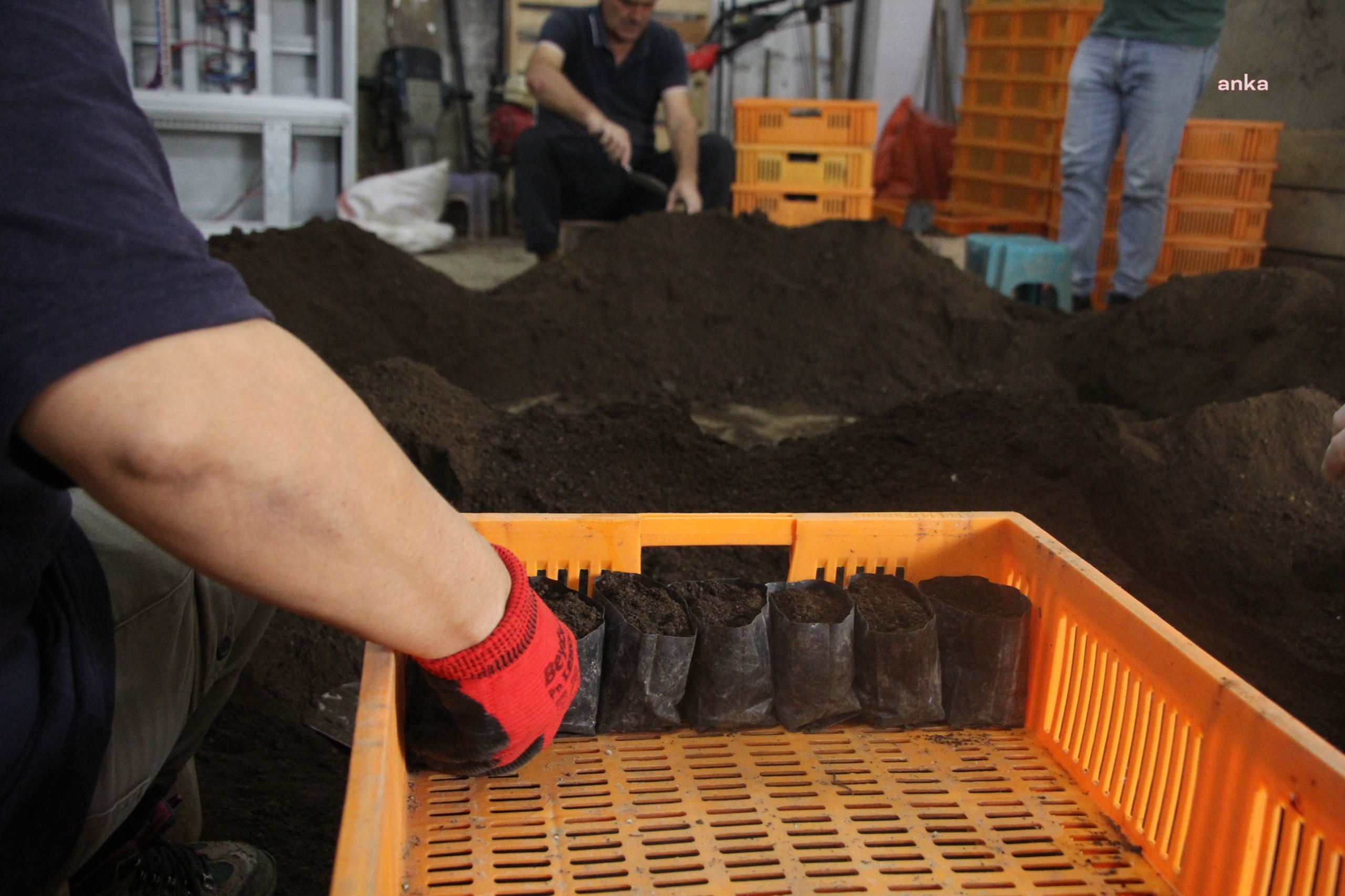 Giresun Belediyesi, kış mevsimi için 40 bin çiçek yetiştiriyor