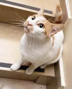 'Kedi Faruk' davasında sanık hakkında  3 yıla kadar hapsi istendi