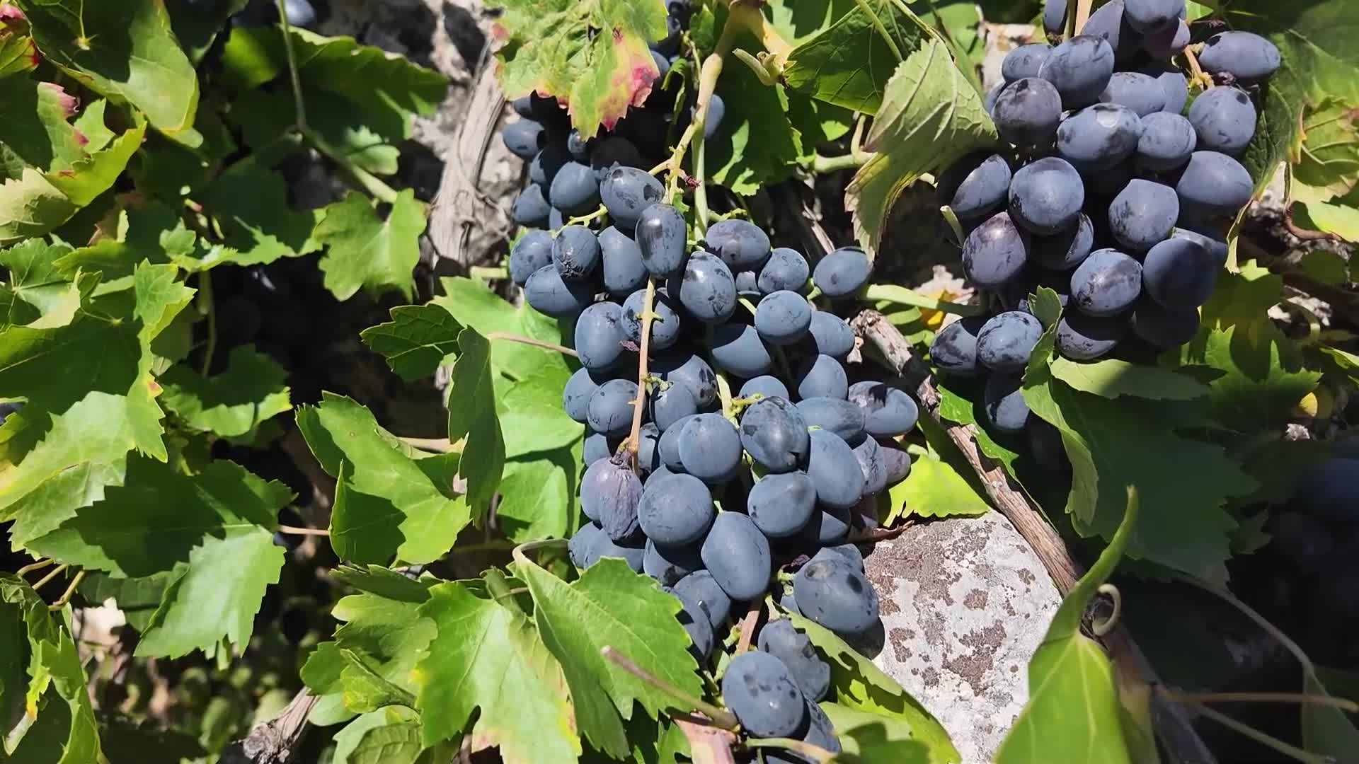 Mersin Büyükşehir’den Silifke’nin Kavak Mahallesi’ne üzüm sıkma makinesi desteği