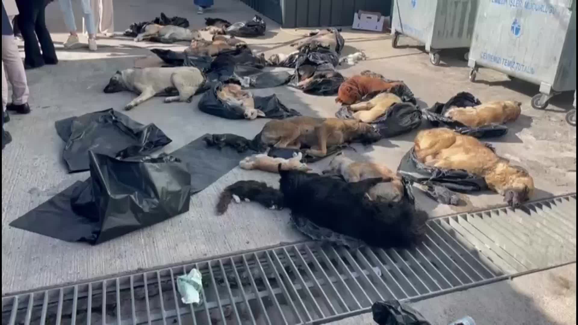 Gebze Belediyesi'nin hayvan barınağında öldürülmüş çok sayıda köpek ve kedi bulundu