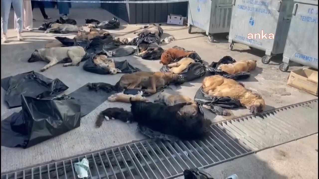 Gebze Belediyesi: Görüntüler kabul edilemez. Konuyla ilgili soruşturma açılmış, ilgililer açığa alınmıştır