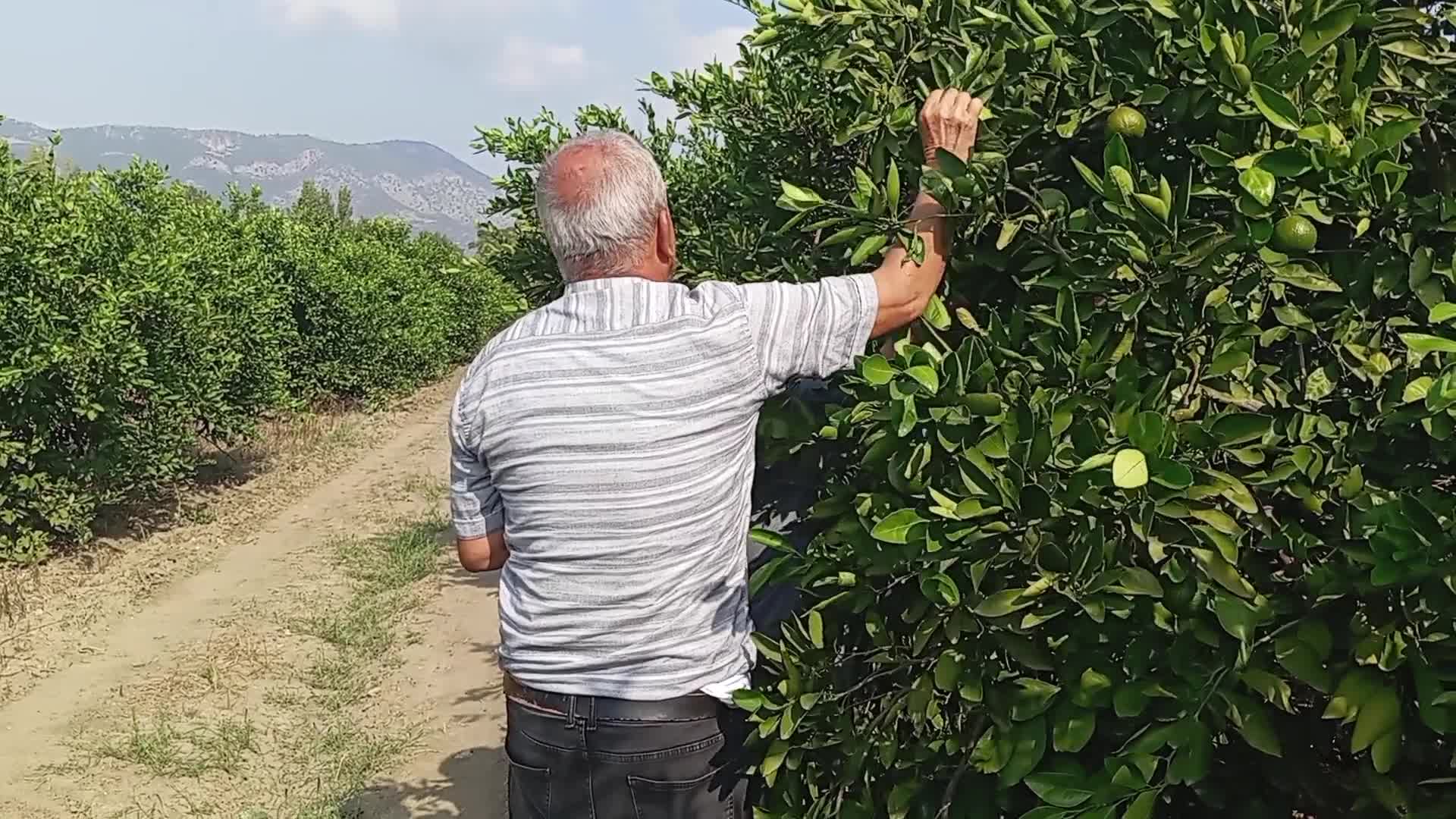 Zarar eden mandalina üreticisi: "Çiftçilik bitti. Devletin sahip çıkması lazım"