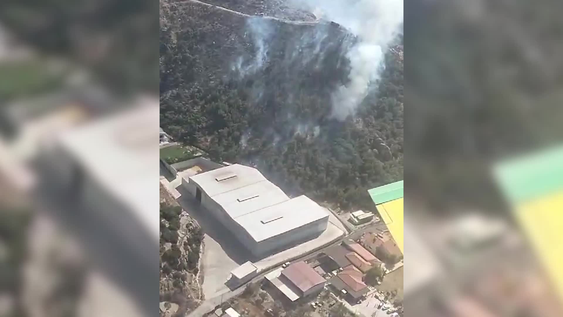 Foça’daki yangından kurtarılan kaplumbağa veteriner hekimlere teslim edildi