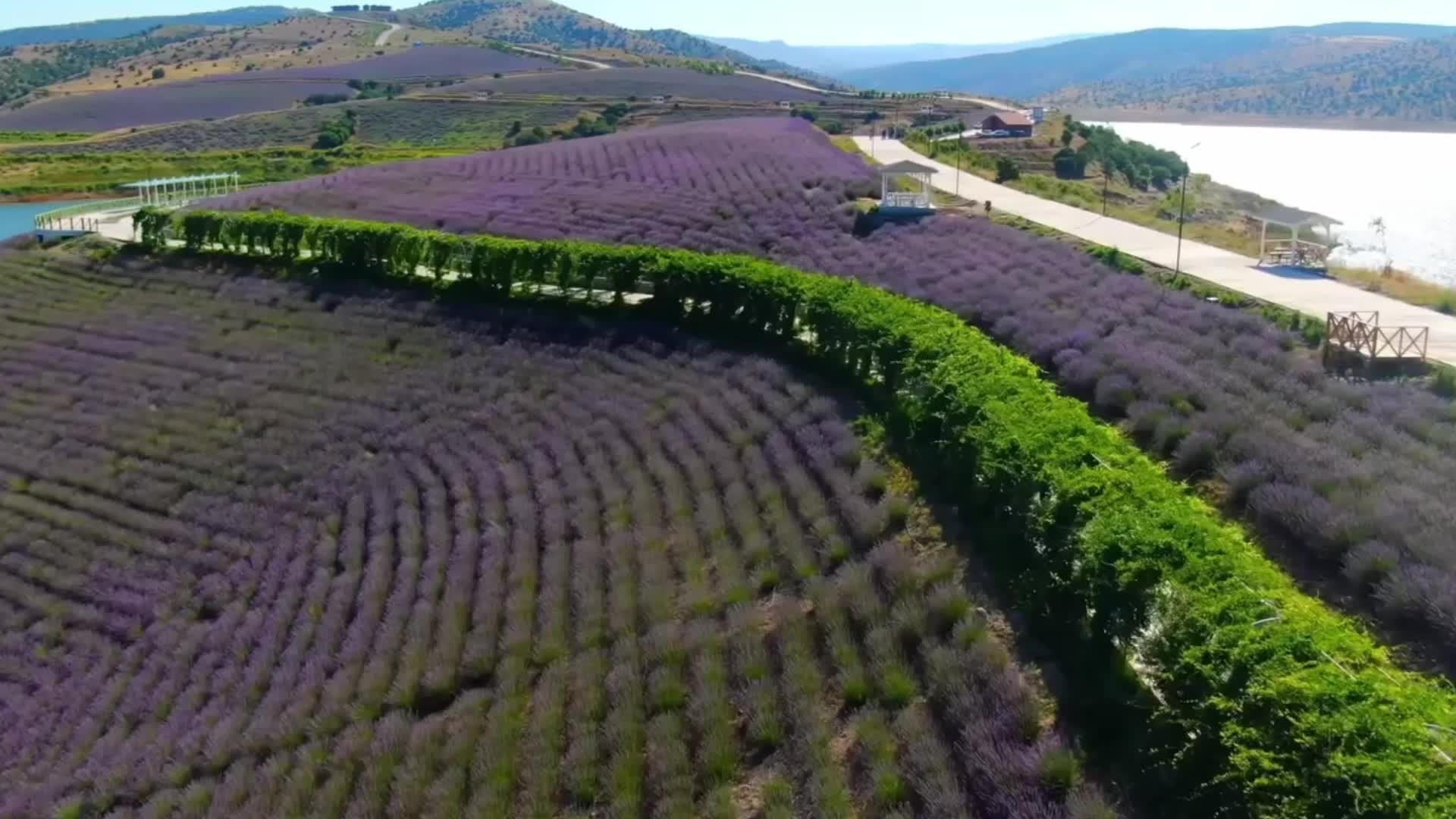 Yozgat’ta 42 akademisyen, lavanta bitkisini sağlık açından araştırarak kaynak kitap hazırladı