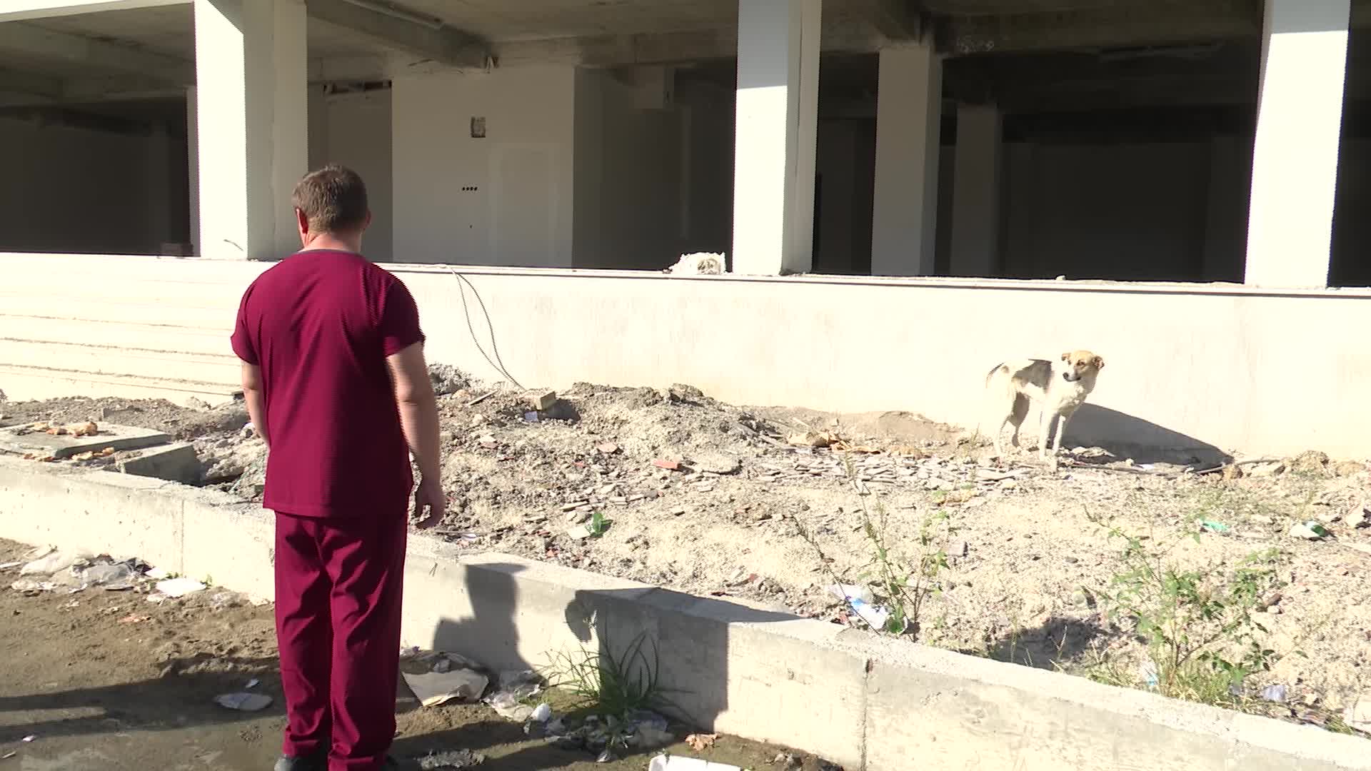 İzmir’de sahipsiz köpeklerin sayımı başladı