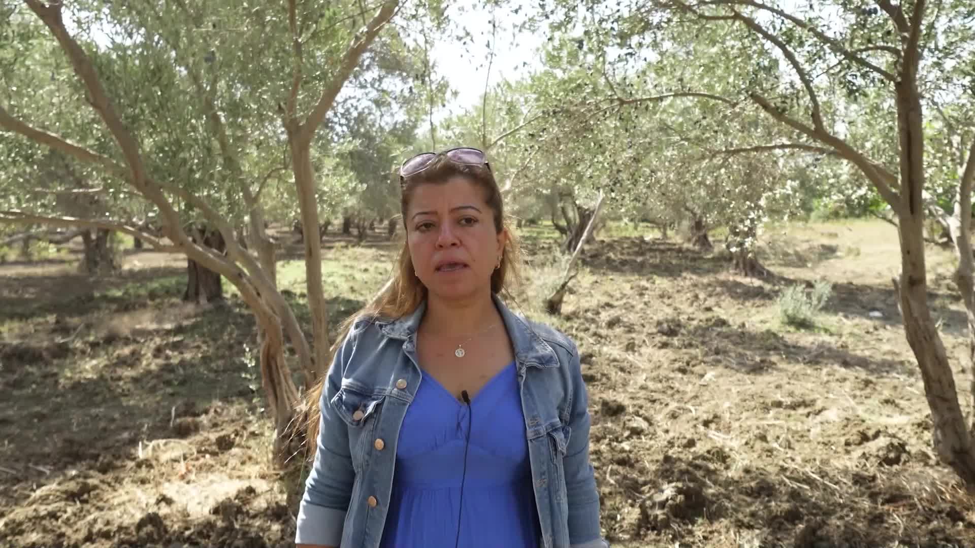 Hatay Defne'de kamulaştırma olmadan TOKİ’ye yol yapmak için zeytin ağaçlarının kesimi devam ediyor, vatandaşlar tepkili