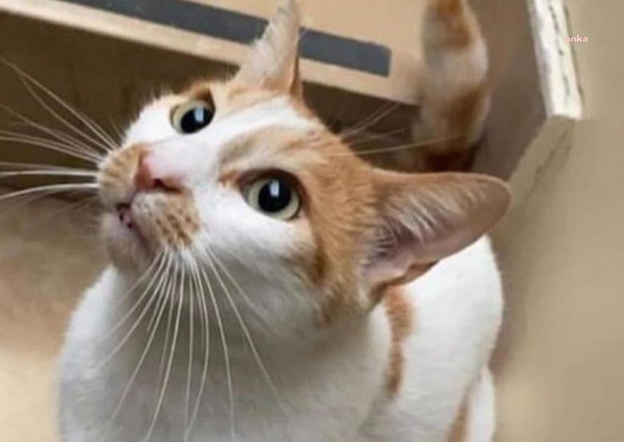 'Kedi Faruk' davasında sanık hakkında 5 ay hapis cezası