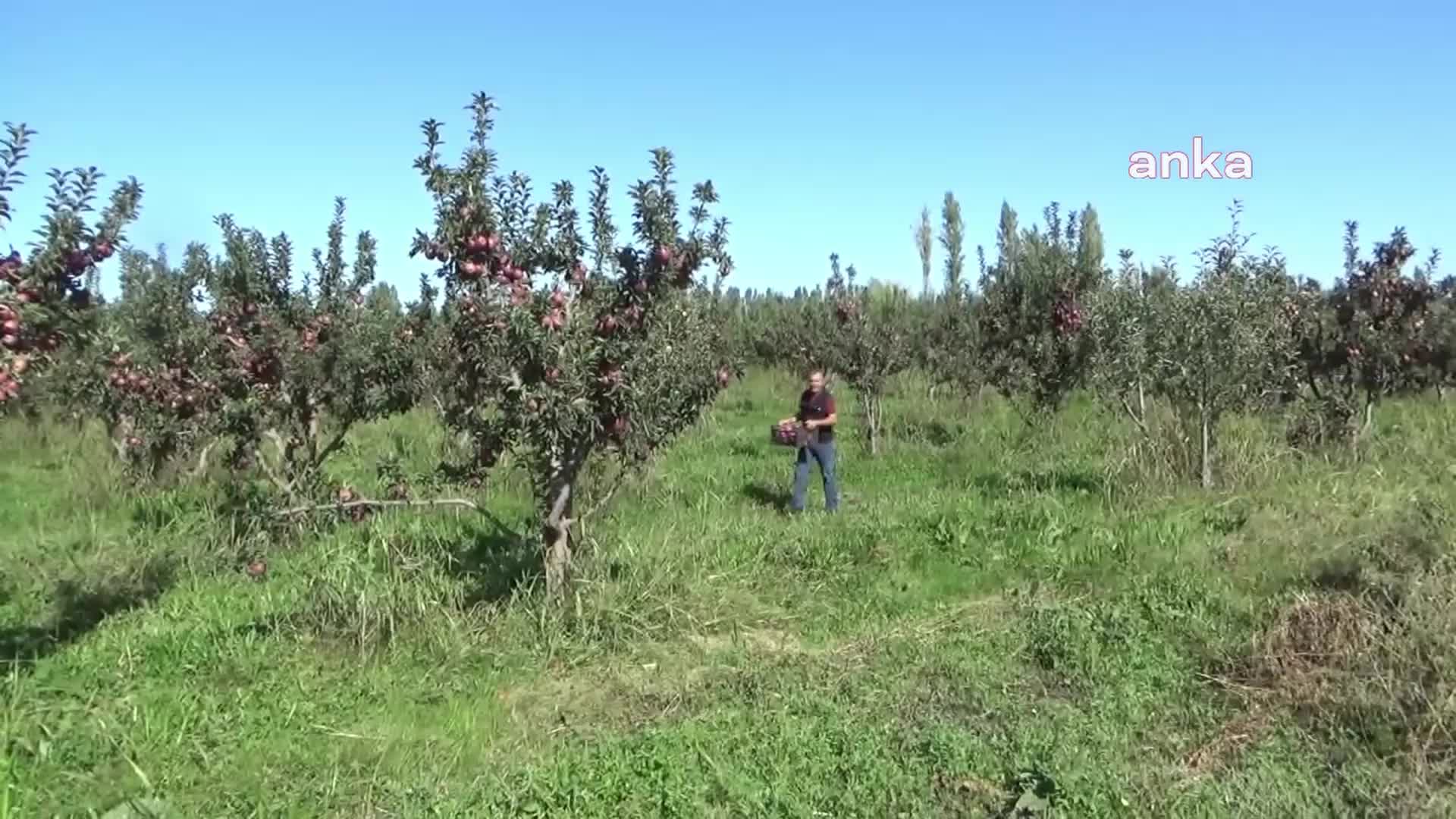 Iğdır'da kırmızı elma hasadına başlandı