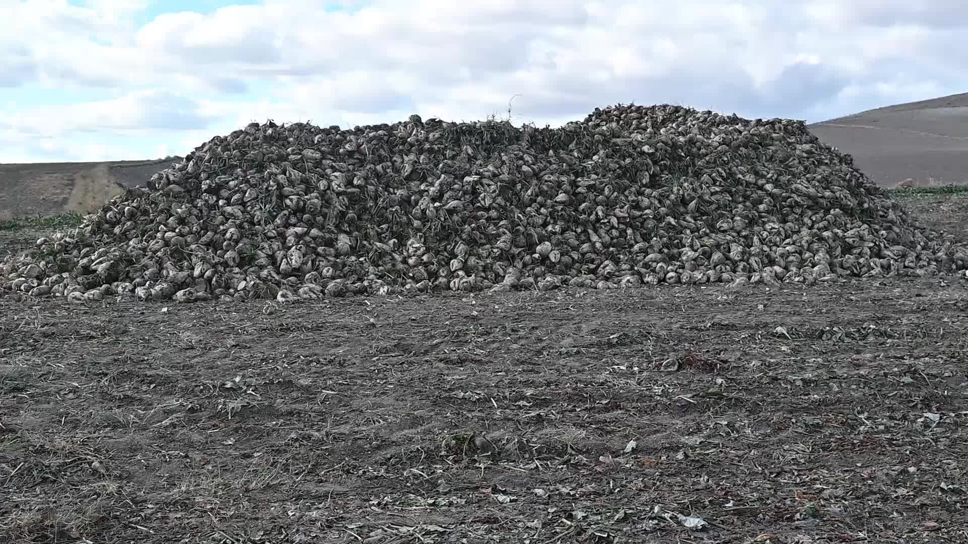 Yozgat’ta pancar sökümü devam ediyor... Çiftçiler, verim ve kalitenin düşük olması nedeniyle dertli