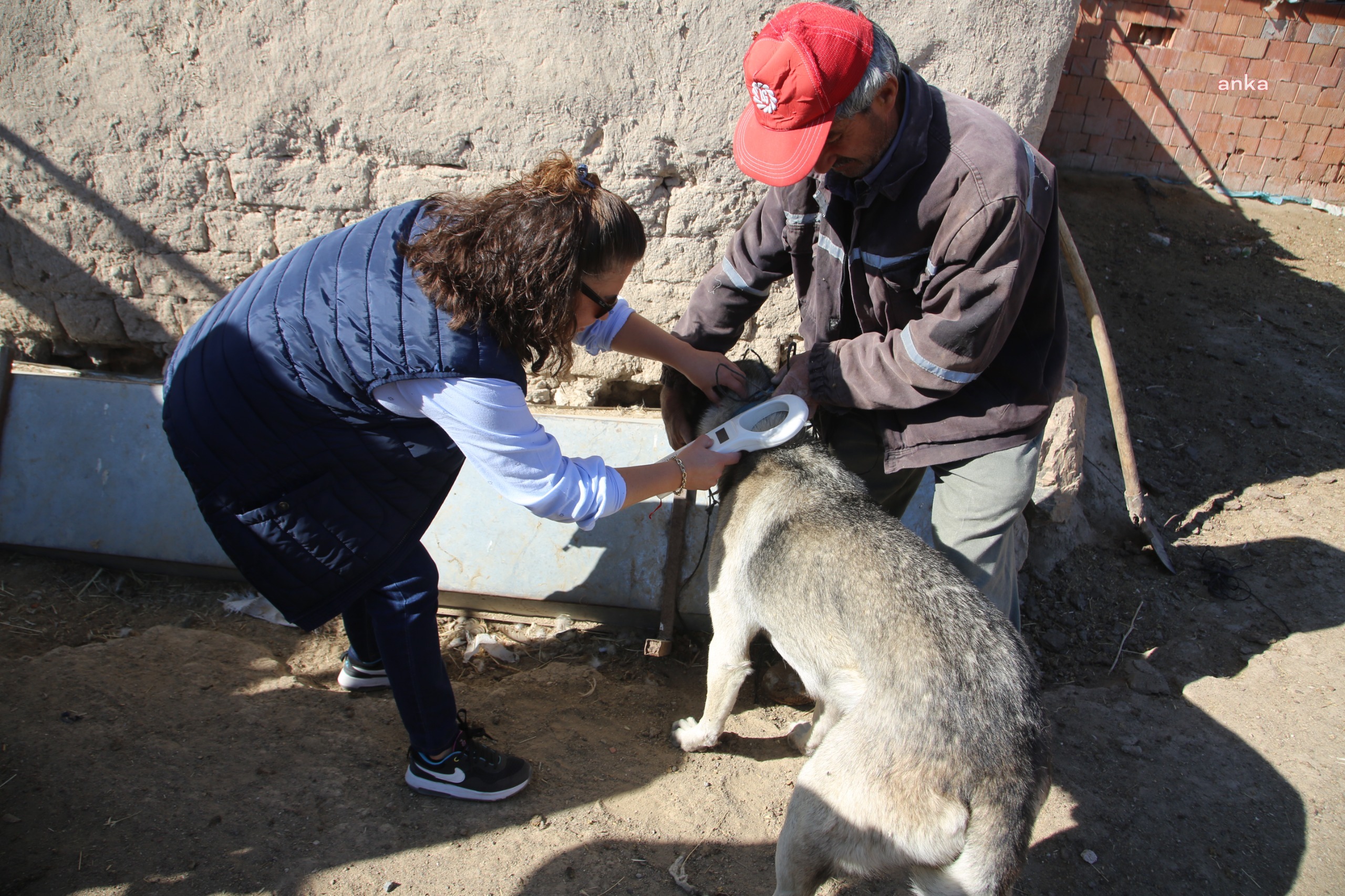 Eskişehir Sivrihisar’da çoban ve bekçi köpekleri için örnek uygulama