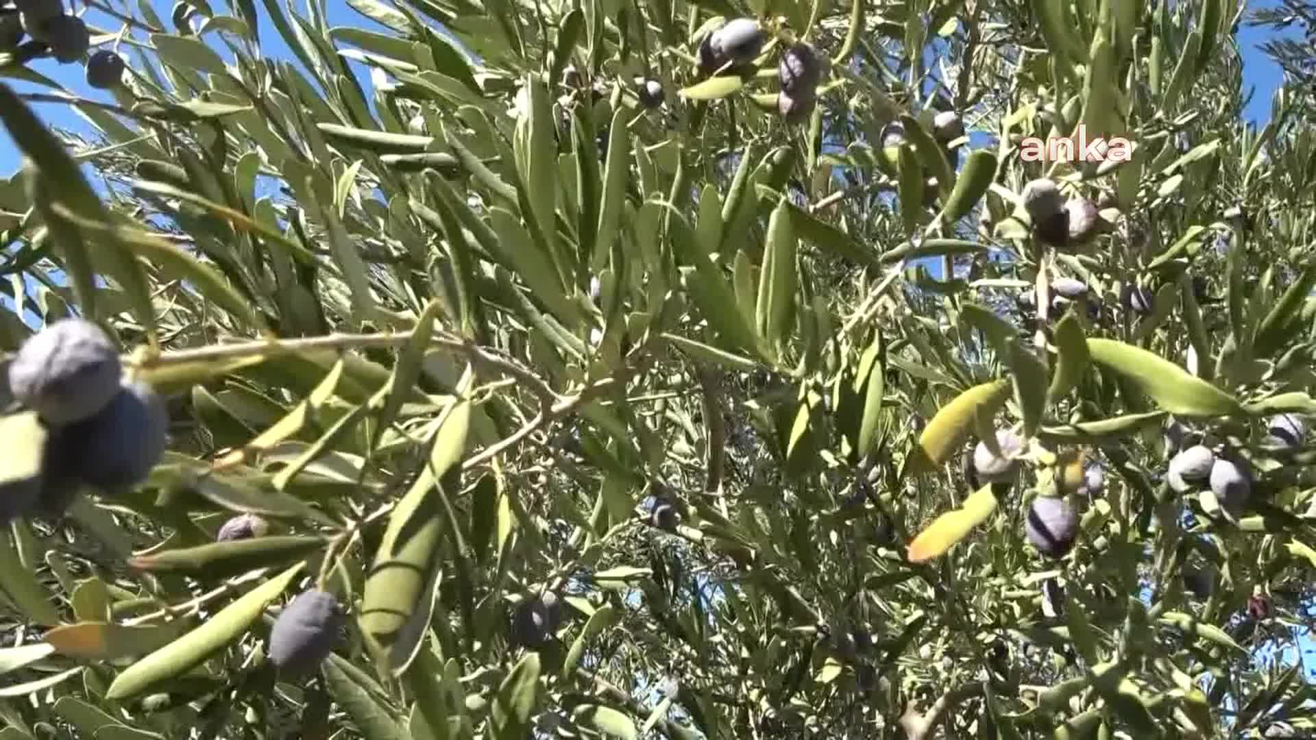 Soma Kaymakamı Fatih Akkaya: Dünyanın her yerinde zeytin rekoltesi iyi, fiyatların düşmesi tüketiciye yarayacak