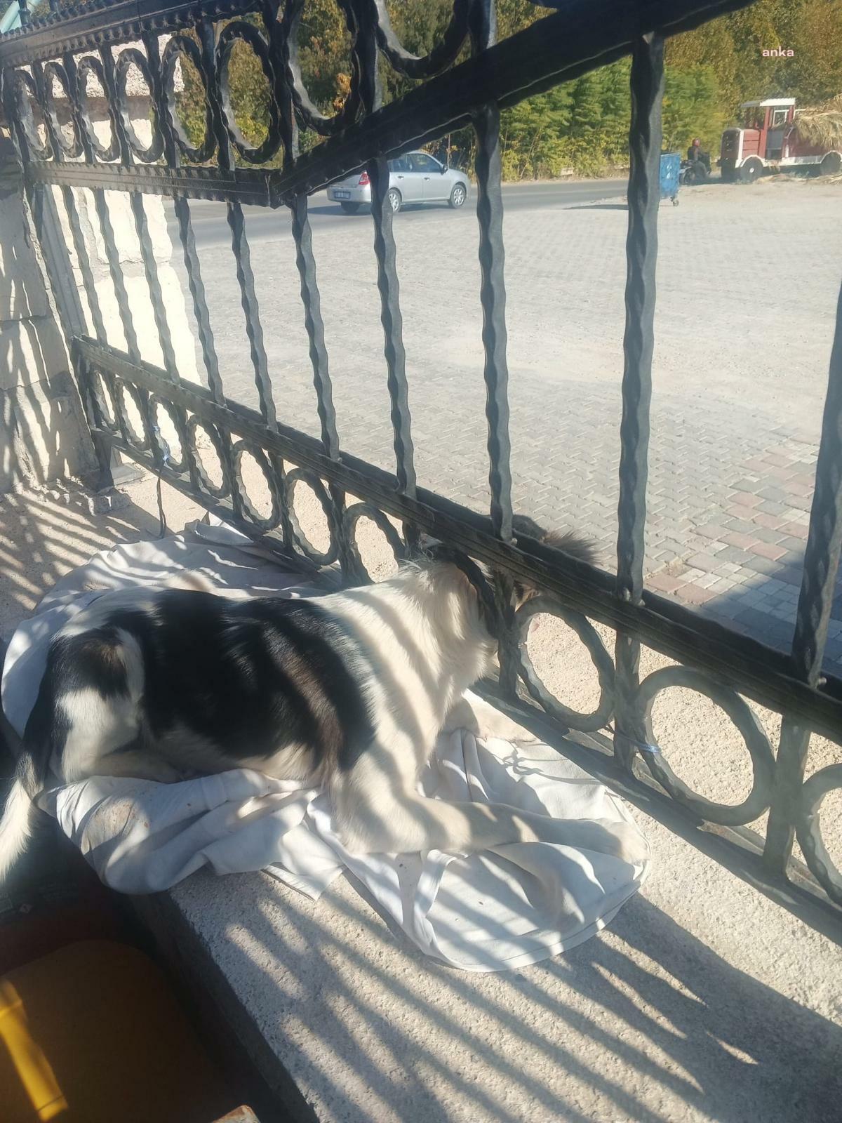 Kafası demir parmaklıklara sıkışan köpek itfaiye tarafından kurtarıldı
