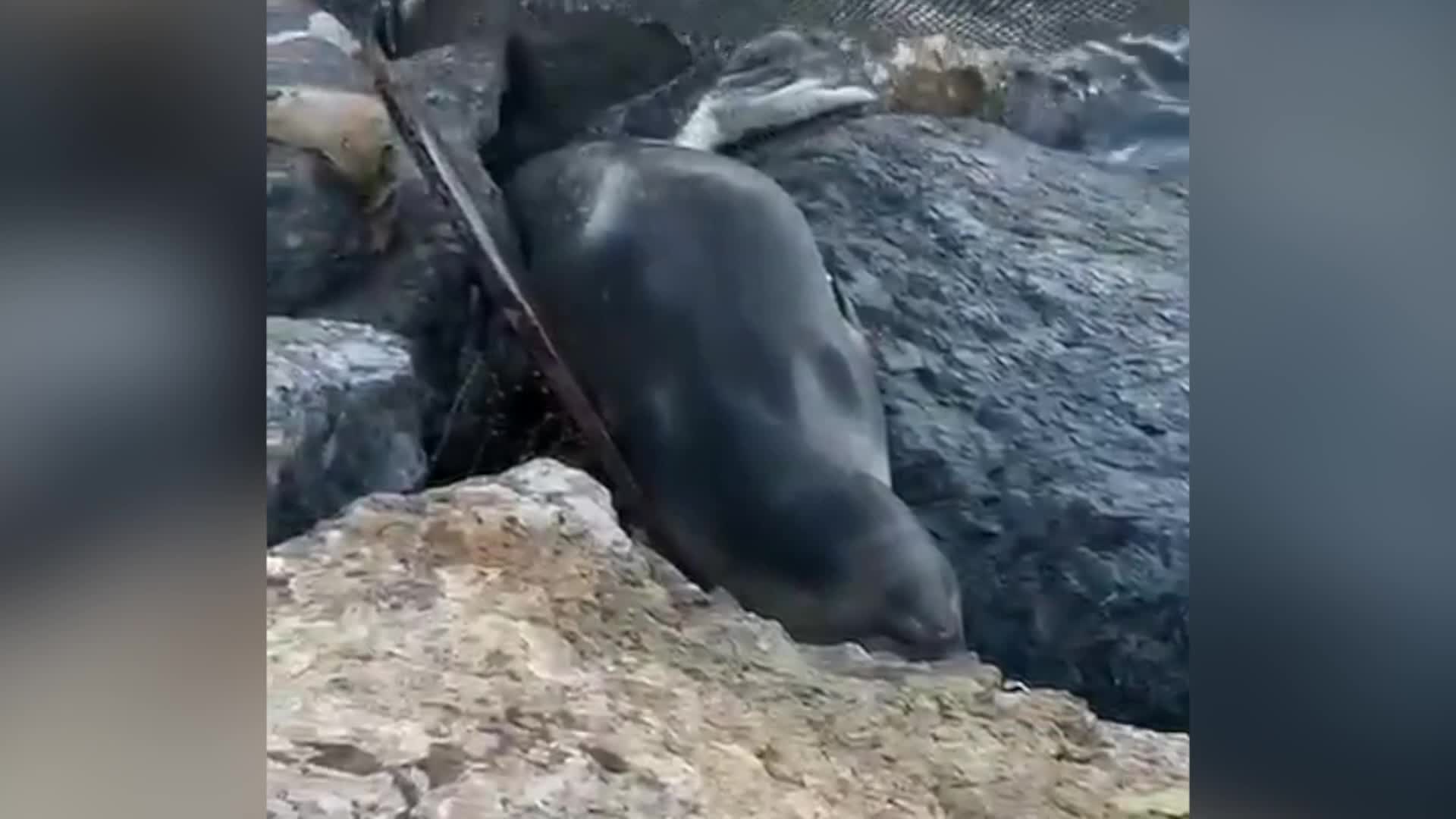 İzmir’de tedavisi tamamlanan Akdeniz foku mavi sularla buluştu