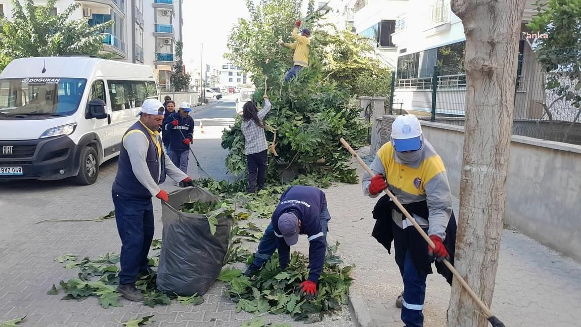 Didim’de ağaç budama çalışmaları devam ediyor
