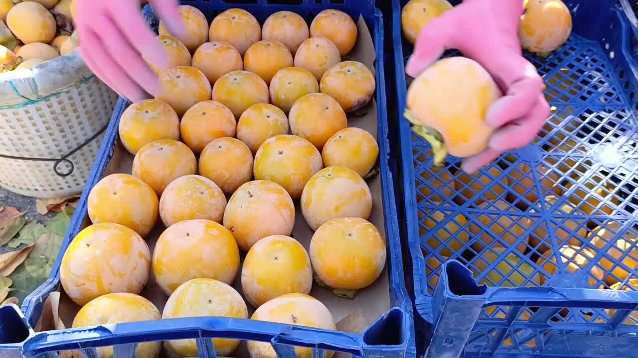 Mersin'de cennet meyvesi hasadı başladı... Toroslar Belediye Başkanı Yıldız: " 12 ay boyunca neredeyse ağacının dibinde yatan çiftçilerimiz emeklerinin karşılığını alamıyor"