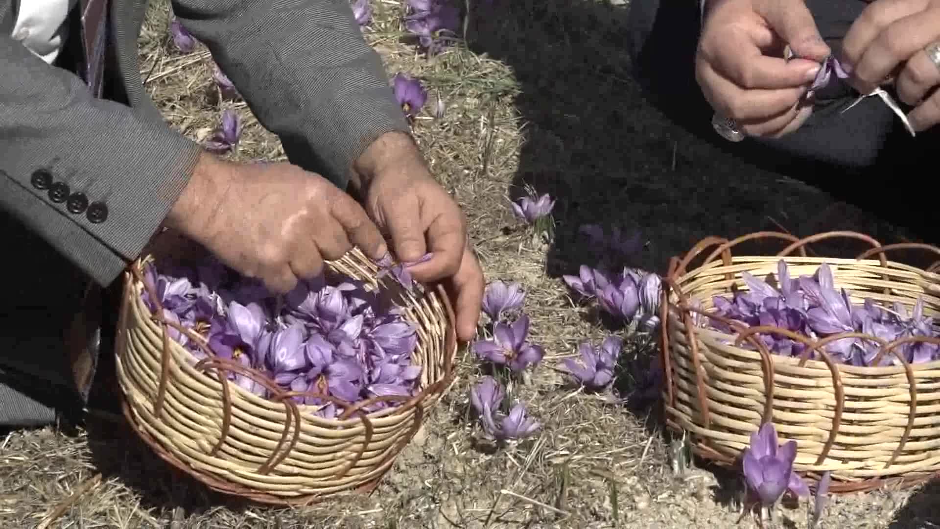Yenişehir’de safran üretimi dördüncü yılına girdi… Başkan Abdullah Özyiğit: “Türkiye’nin en çok safran üreten ilçelerinden biri olabiliriz”