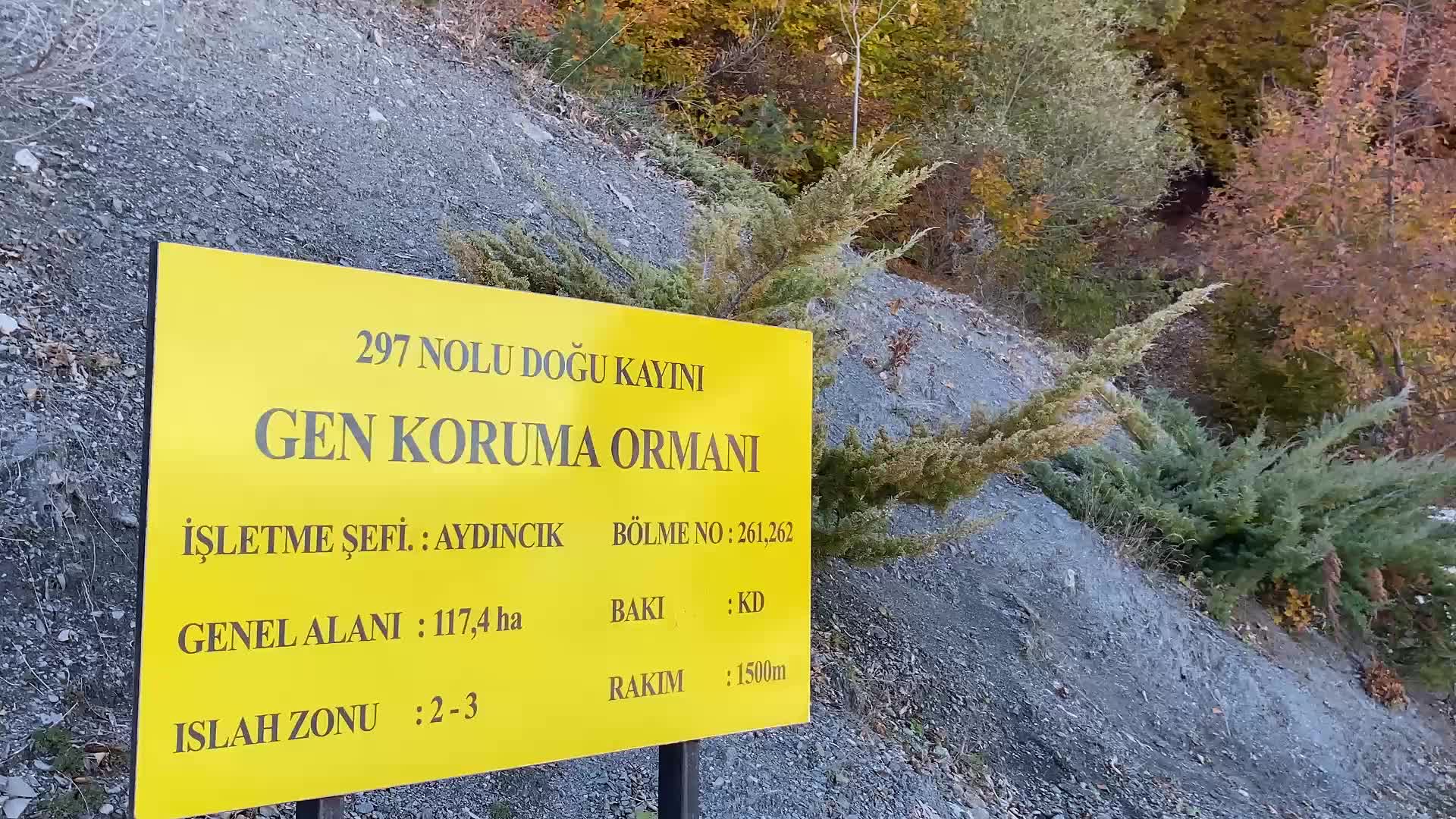 Yozgat’ta bölgeye özgü ‘Doğu Kayını’ ağaçları koruma altına alındı