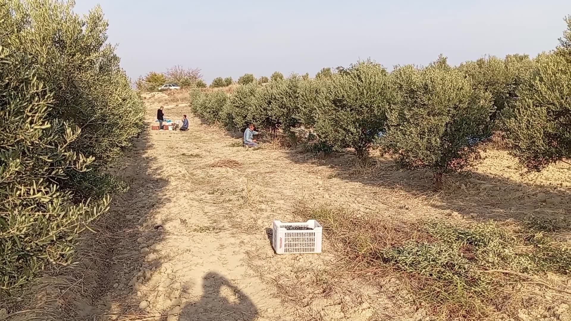 Zeytin toplayan emekli vatandaş: "Amele olarak çalışıyorum sadece karnımı doyurmak için"