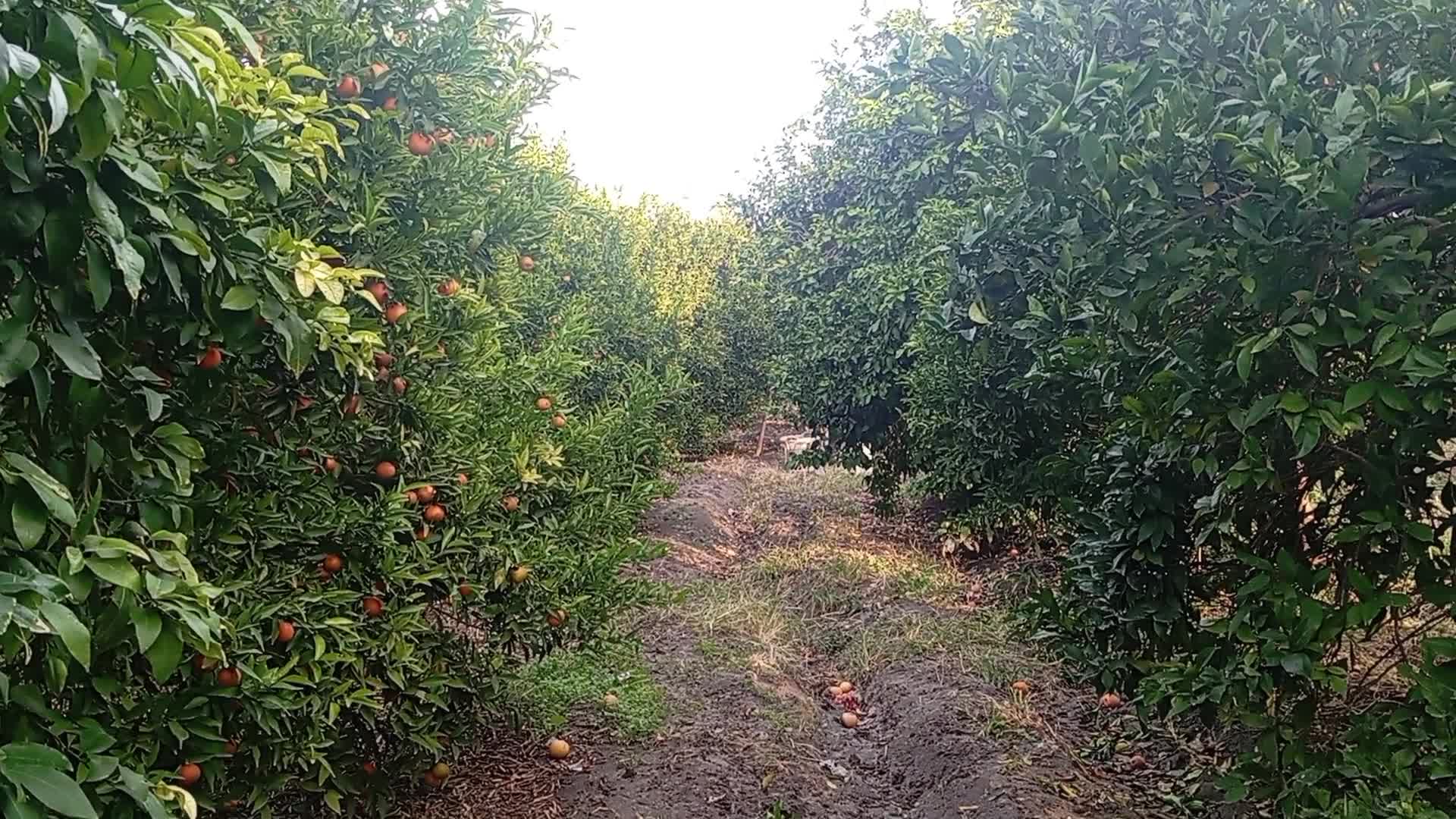 Kozanlı mandalina satıcısı: "Mandalina satışımız eskisi gibi değil. İnsanlar bir şey alamıyor ekonomik durumlardan dolayı"