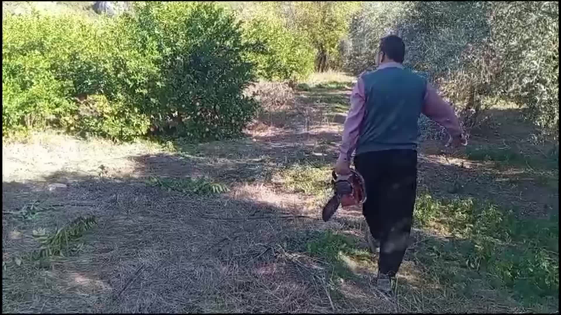 Limon ağaçlarını kesmek zorunda kalan üretici: "Dalında iki lira olan limonu satamadık"