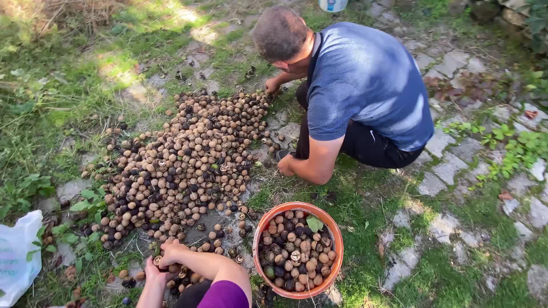 Yozgat’ta ceviz de kuraklıktan etkilendi... Rekolte yüksek, çürük oranı fazla
