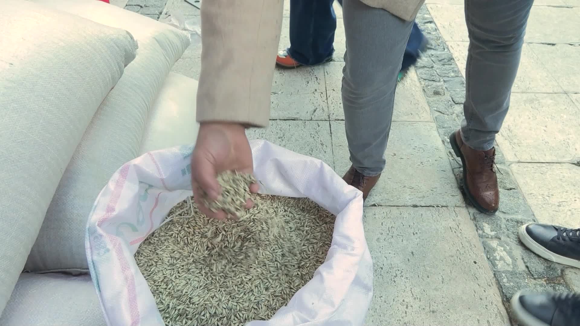 Bursa Büyükşehir Belediyesi’nden çiftçilere siyez buğdayı tohumu desteği