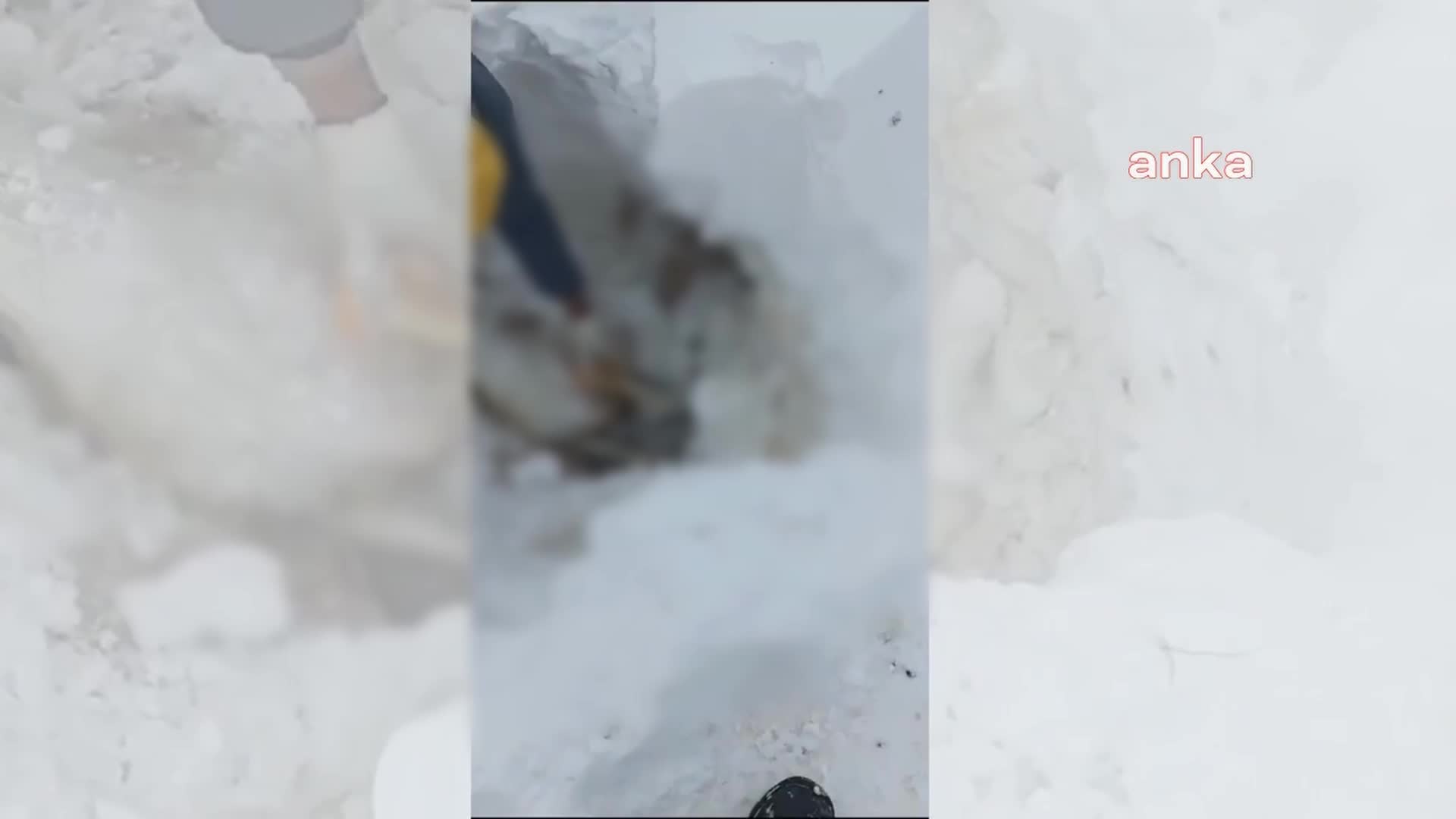 Malatya’da 220 küçükbaş hayvan donarak telef oldu