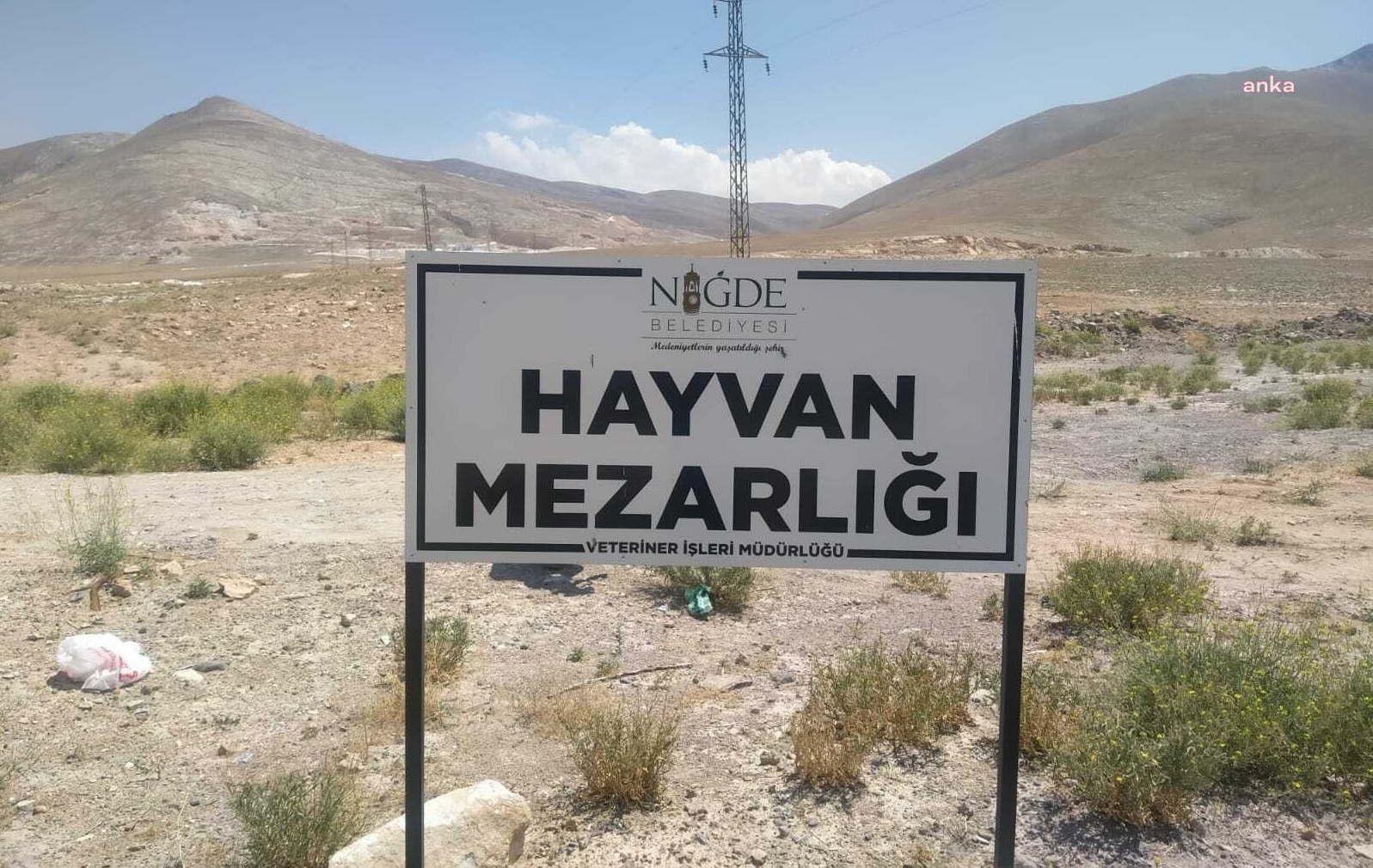 Niğde'deki köpek ölümleri... Konya Bölge İdare Mahkemesi, Niğde Belediyesi Veteriner İşleri Müdürü hakkında soruşturma izni verdi