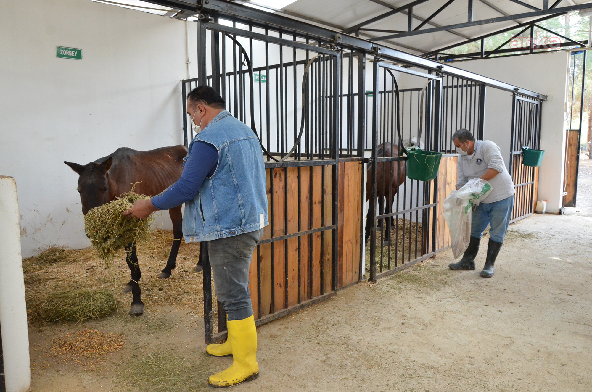 ÖLÜME TERK EDİLEN ATLAR, TARSUS DOĞA PARKI’NDA HAYATA TUTUNDU