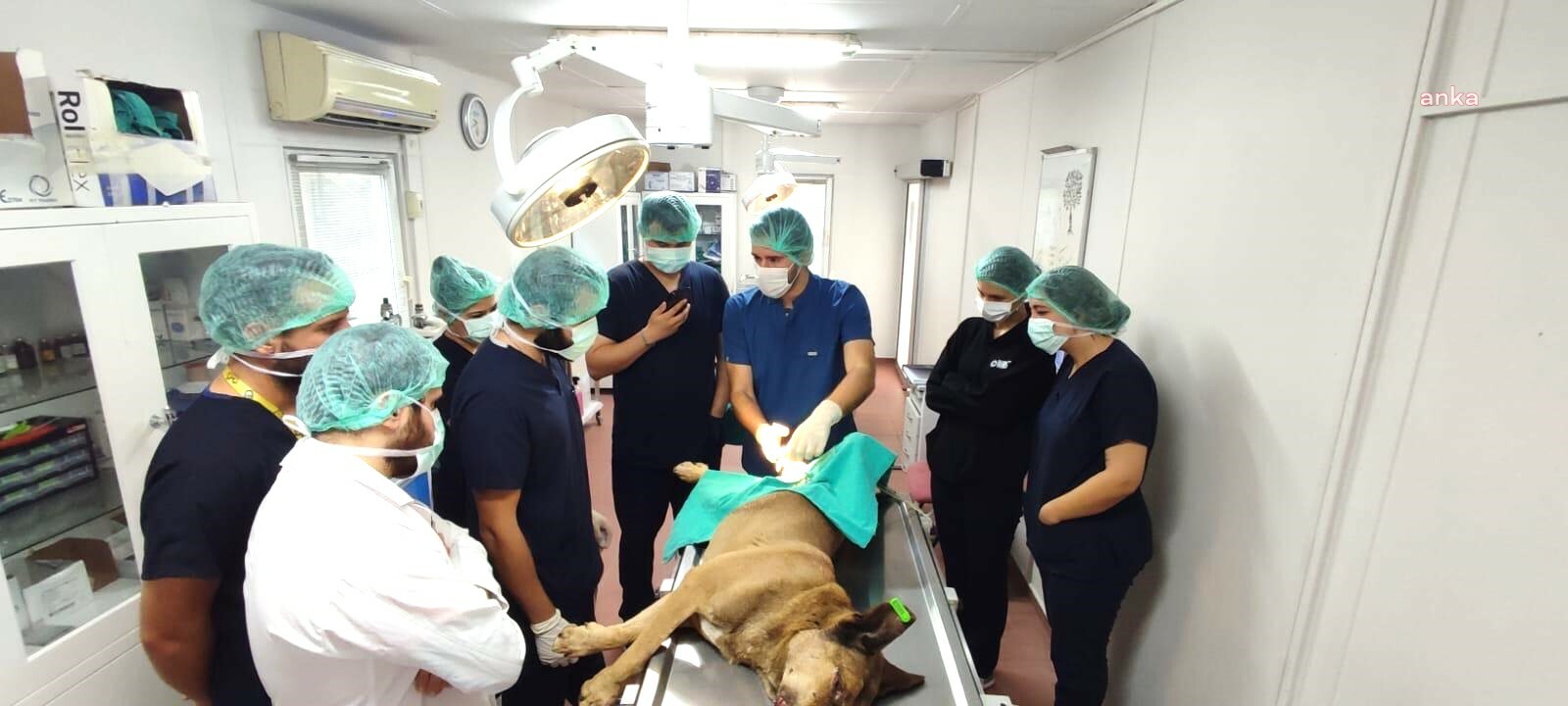 Osmangazi Belediyesi ve Uludağ Üniversitesi iş birliğinde 155 sokak hayvanı kısırlaştırıldı