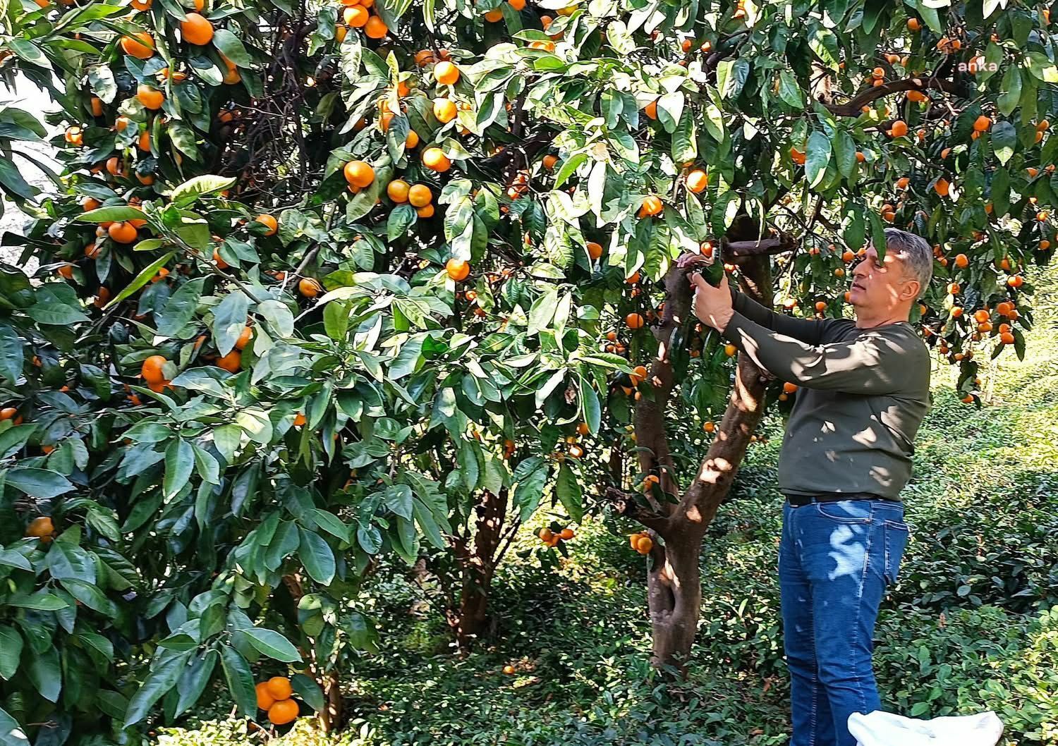 Borçka Belediyesi, 300 kilo mandalinayı okullara dağıtacak
