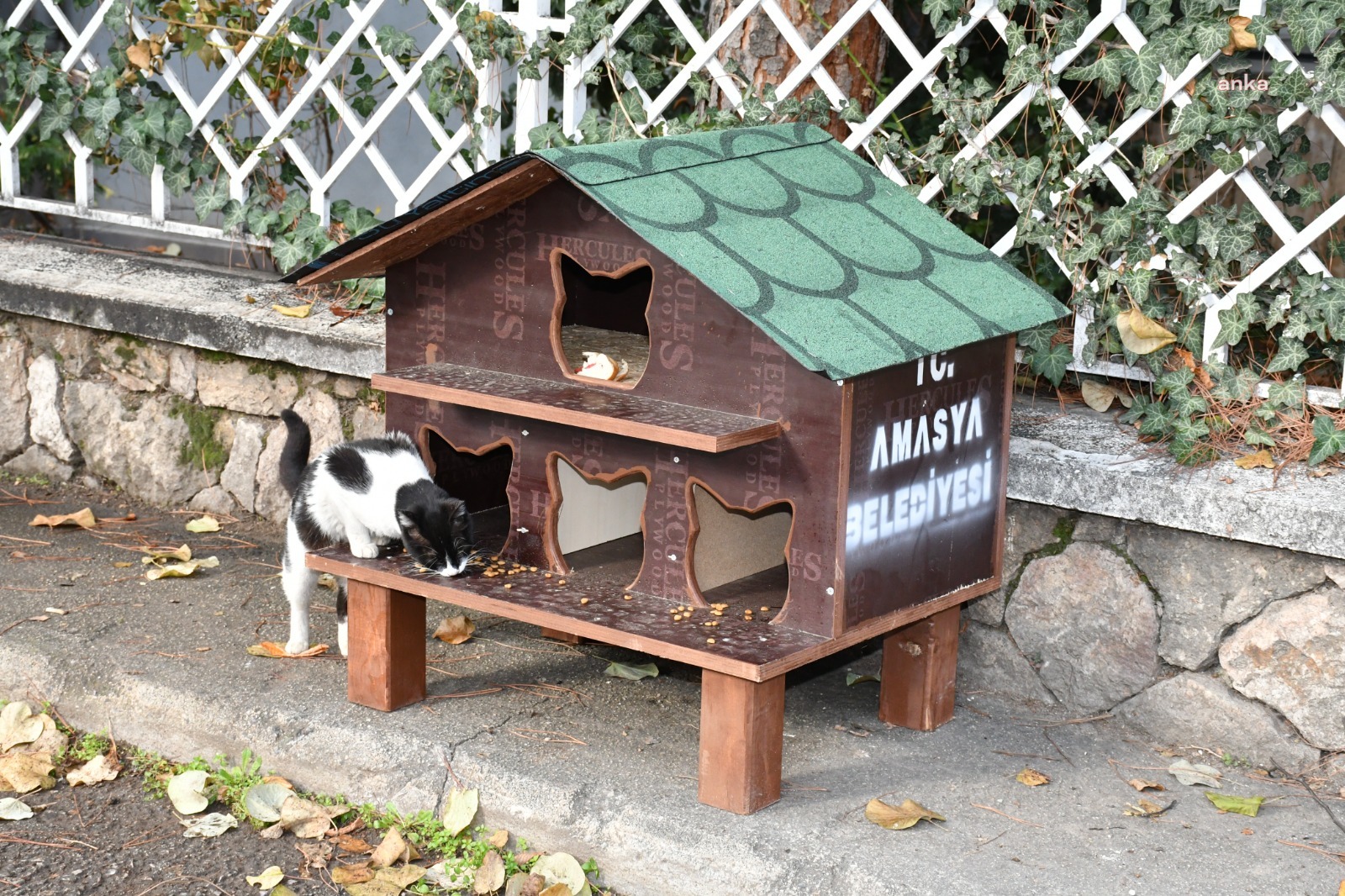 Amasya Belediyesi’nden kentin 20 noktasına ‘kedi evi’