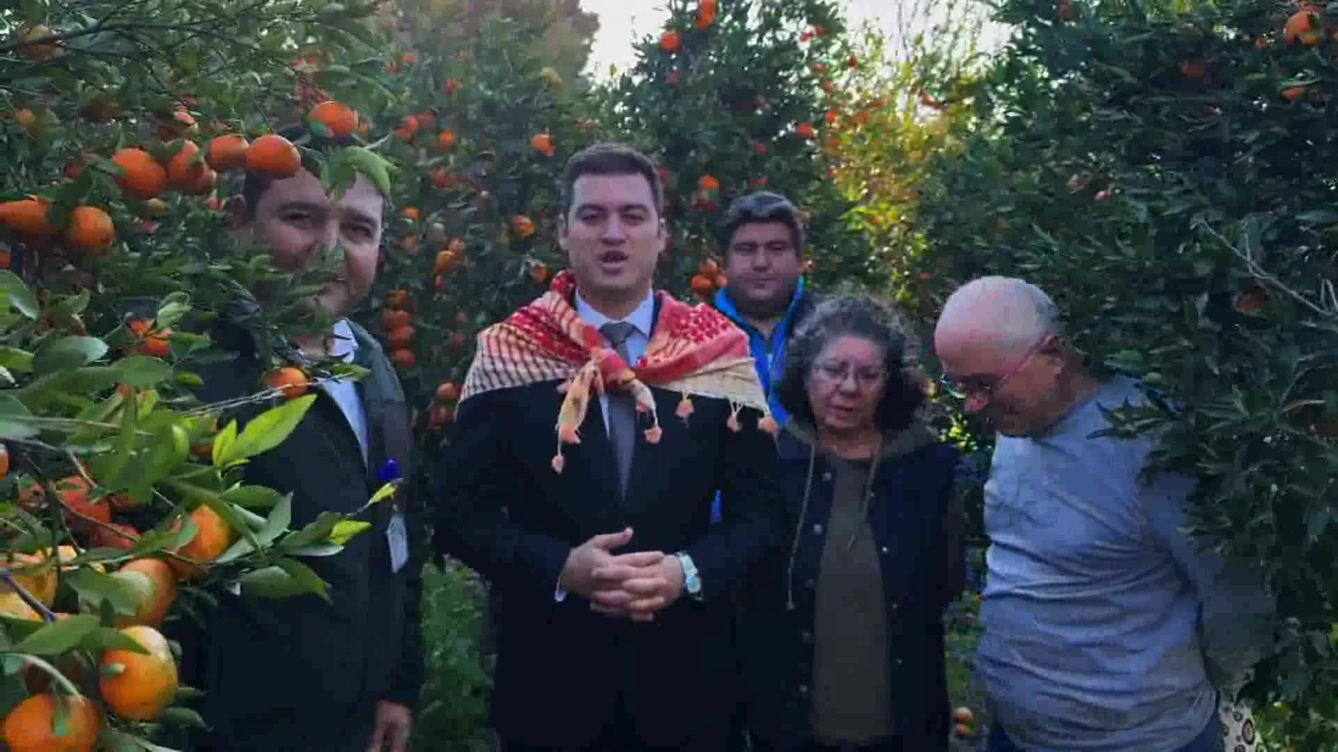 Bodrum Belediye Başkanı Mandalinci, mandalin hasadına katıldı