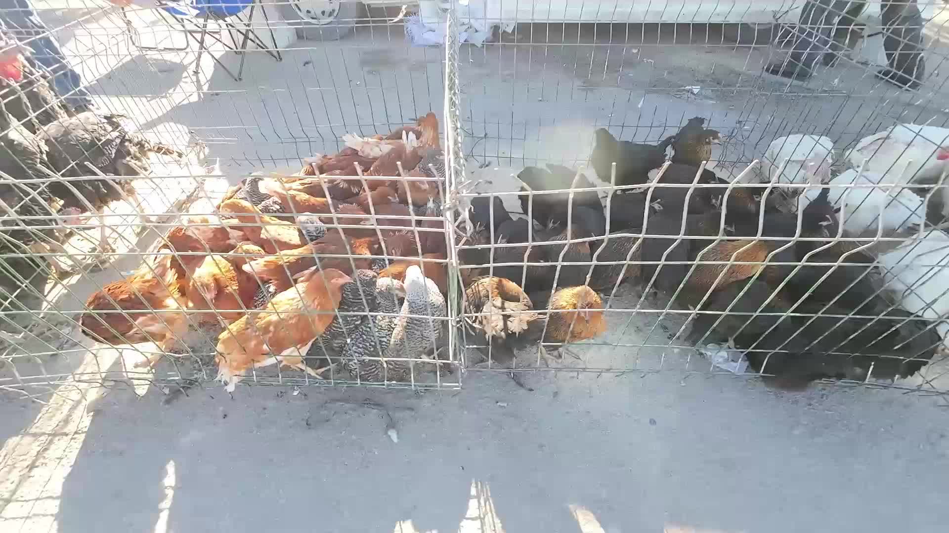 Yılbaşı öncesinde kanatlı hayvanlara talep arttı