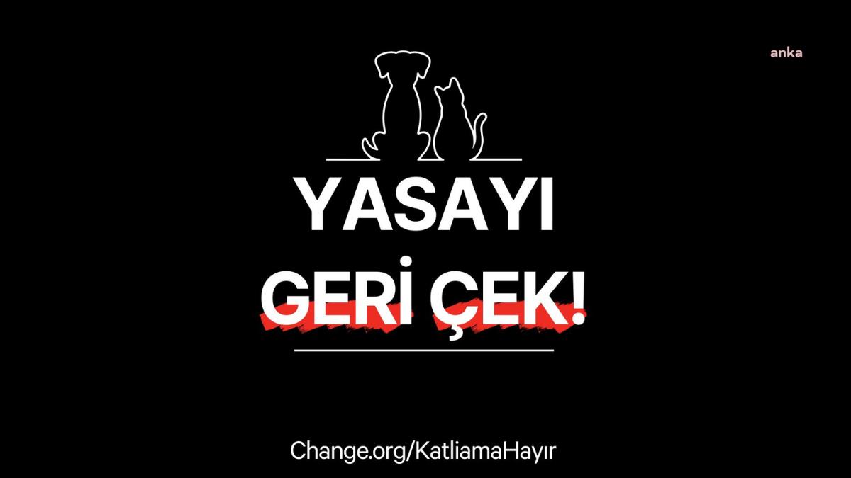 Change.org Türkiye: Sokak hayvanlarıyla ilgili başlatılan 'Yasayı Geri Çek' kampanyası, yılın en fazla imzalanan kampanyası oldu