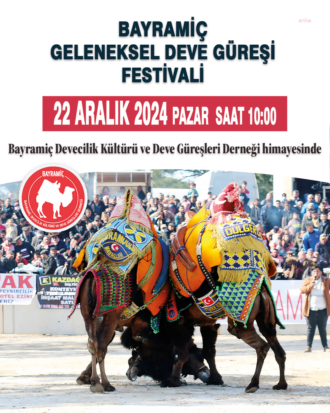 Bayramiç’te düzenlenecek deve güreşi festivali için geri sayım başladı