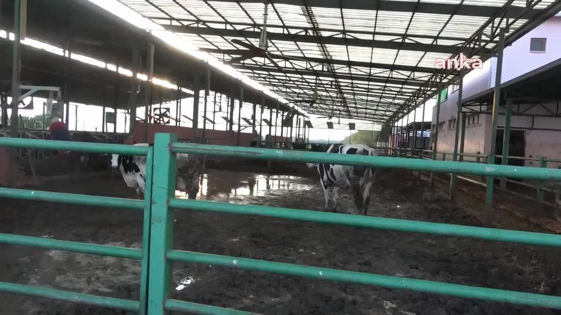 Aydın Süt Birliği Başkanı Servet Başkaya: Süt fiyatının 20 lira olması lazım